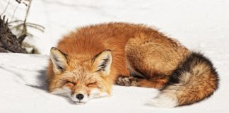 Прогноз погоды в Молдове на 20 января