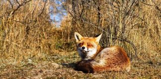 В среду сохранится теплая и сухая погода