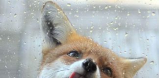 Прохладно и пасмурно: в Молдове объявлен «жёлтый код» из-за сильных дождей