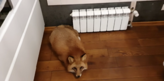 Владельцы отключенных от централизованного отопления квартир могут получить компенсации