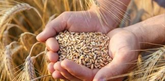 Фермеры призывают власти продлить процедуру лицензирования импорта зерновых и масличных культур