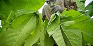 Пострадавшие от засухи производители табака обращаются за помощью к властям