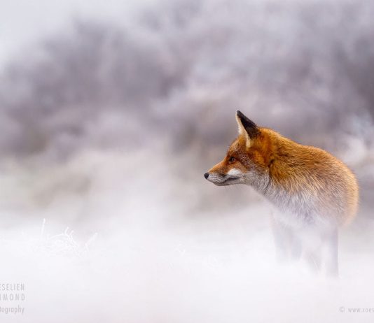 Водители будьте внимательны! В некоторых районах Молдовы ожидается туман