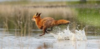 Внимание: в Молдове объявлен «жёлтый код» метеоопасности из-за сильных дождей